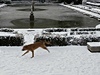 Pes ped královským palácem v Madridu